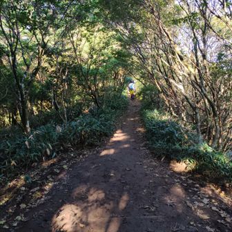 物凄く整備された登山道