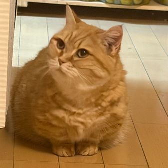 しん