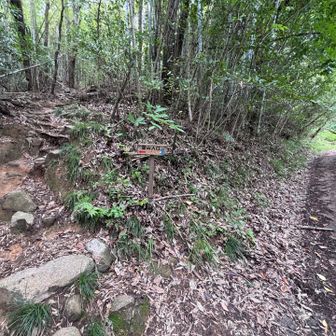 トトロの標識があって、ここから登山道