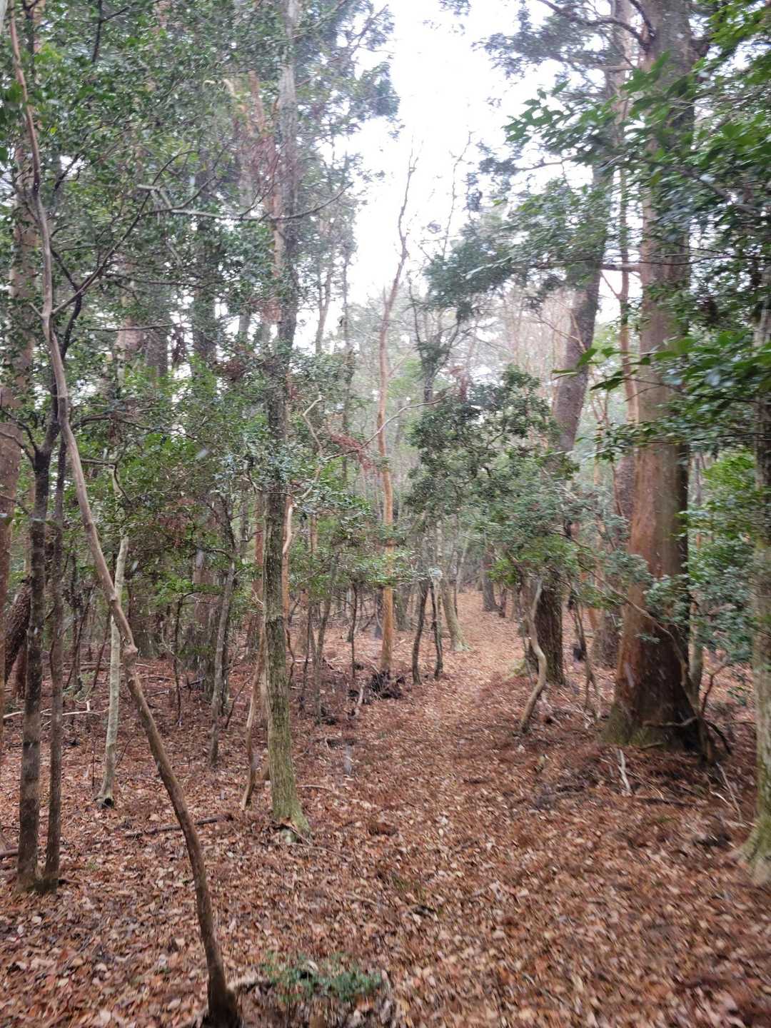 藤コース登山口-七洞岳 往復コースの写真