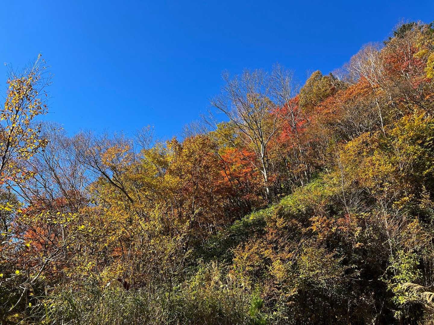 黒谷林道入口-白草山登山口-箱岩山-白草山-寺田小屋山 周回コースの写真