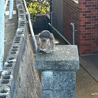 下山してきたら
まだいたよ🐈