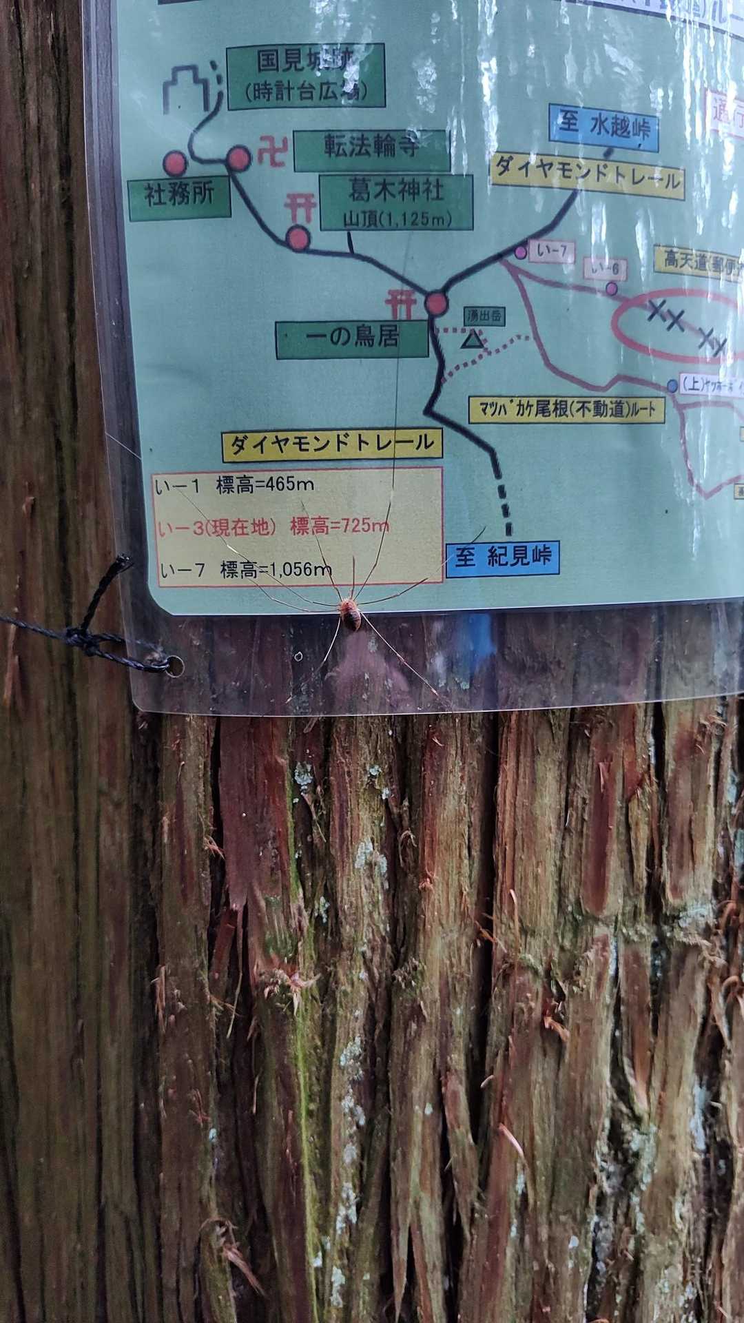 面白い蜘蛛🤭