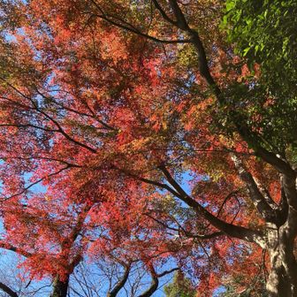 まだ紅葉🍁もキレイ
