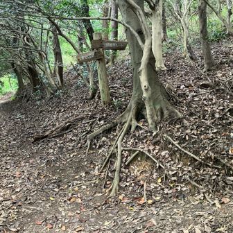 ザ・里山登山道が続きます。階段の直登コースと九十九折りの迂回路があり、何度も合流するのでその時々の気分でコース選択すればよいです