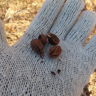 実らしきものが沢山落ちていたので、実生でできるかな、と思ったのですが、後て調べたら、種が落ちた後の殻のようです。自然の種を拾うのは難しそうですが、ヒメシャラ盆栽やってみたいですね。