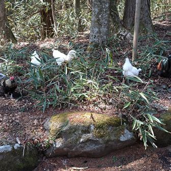 ニワトリ🐓コケコッコー