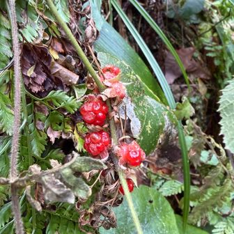 ミヤマモミジイチゴ