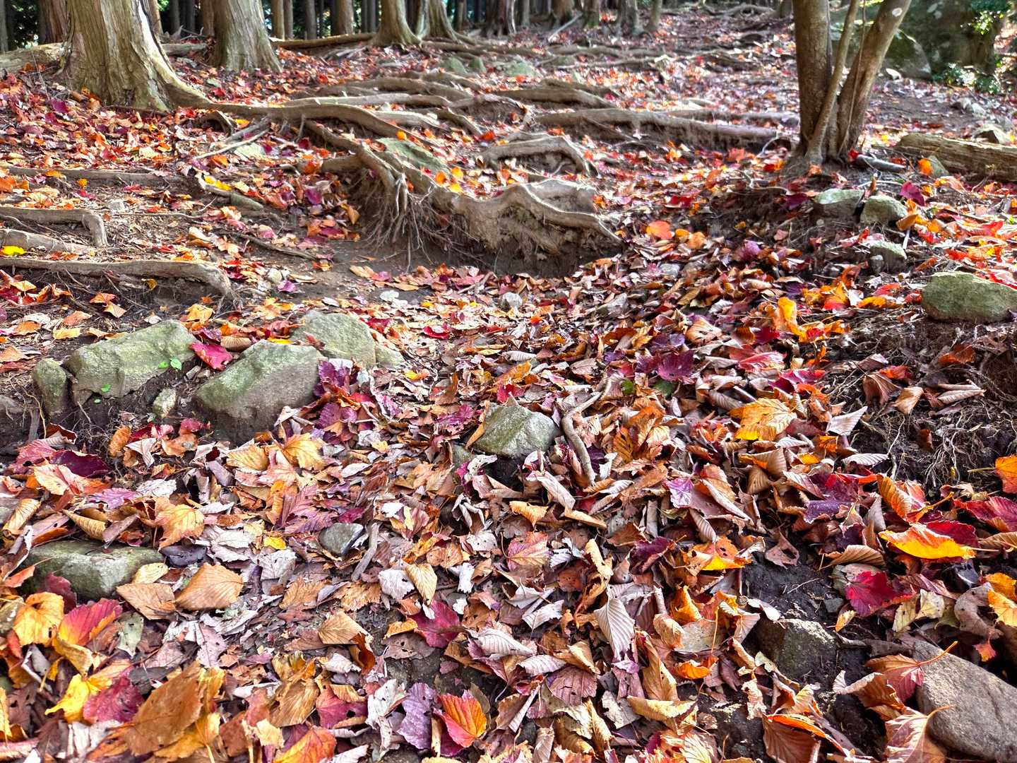 ついつい落ち葉の絨毯が綺麗で止まっちゃう🍂