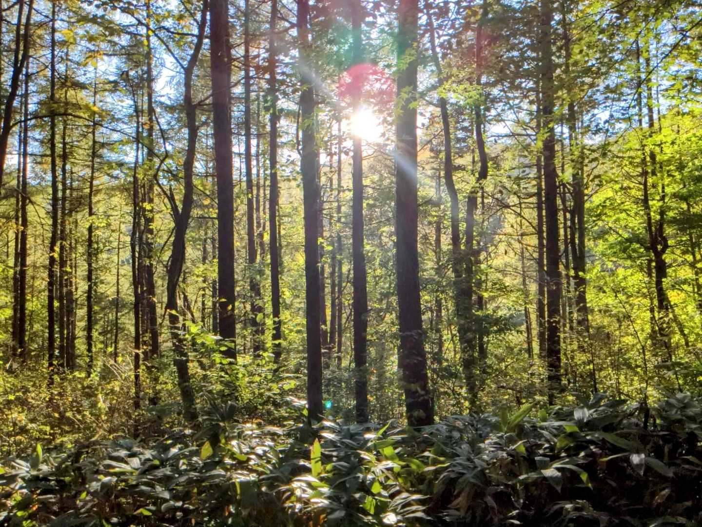 太陽🌞はもう西の山に沈もうとしてます