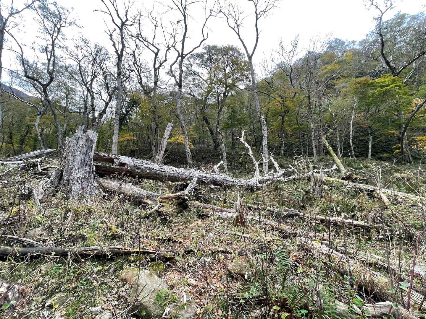 楽古岳 往復コースの写真