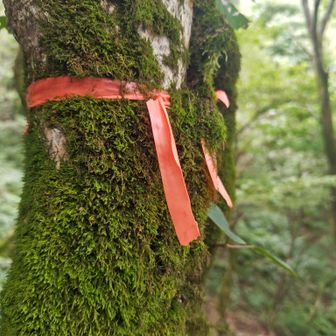 苔に覆われたテーピング

時の流れを感じます…🤣
