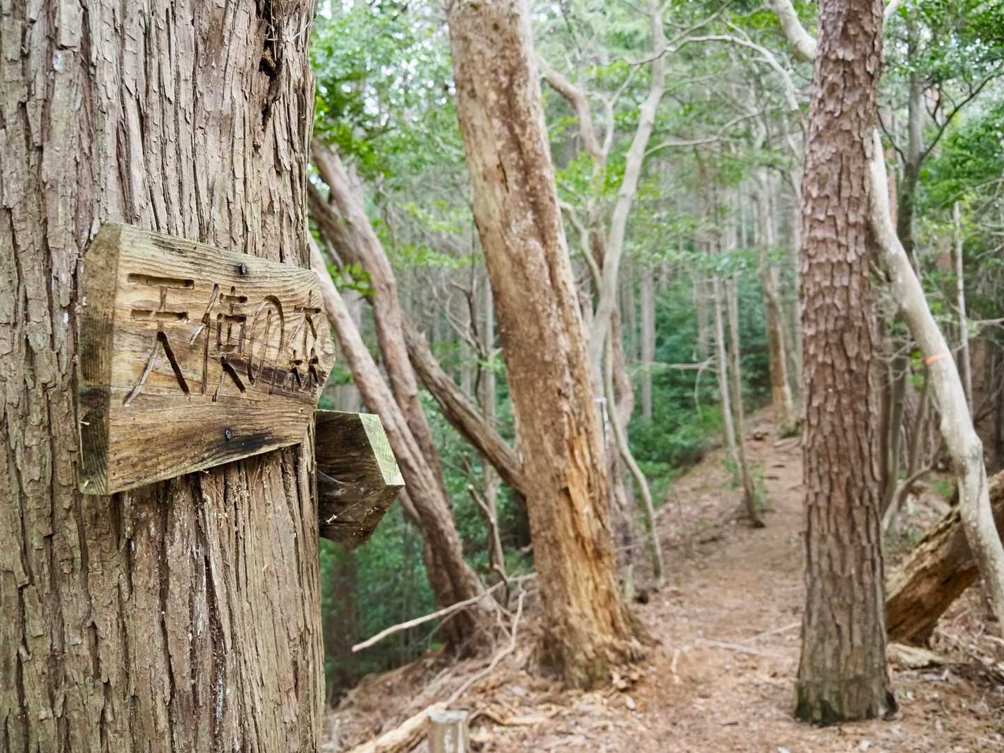 “天使の森”へ