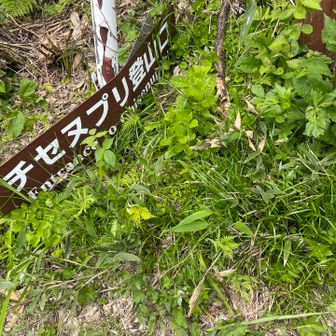下ってきました。　本来はここから登り
チセヌプリ、ニトヌプリのピストン、ピストンの予定でした。