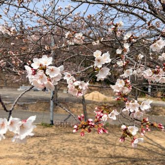 桜は咲き始め🌸