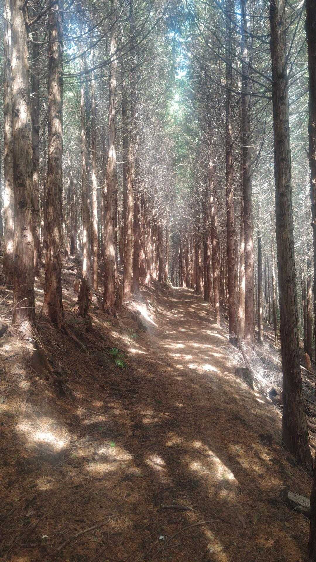 蔵王峠-南葛城山 往復コースの写真