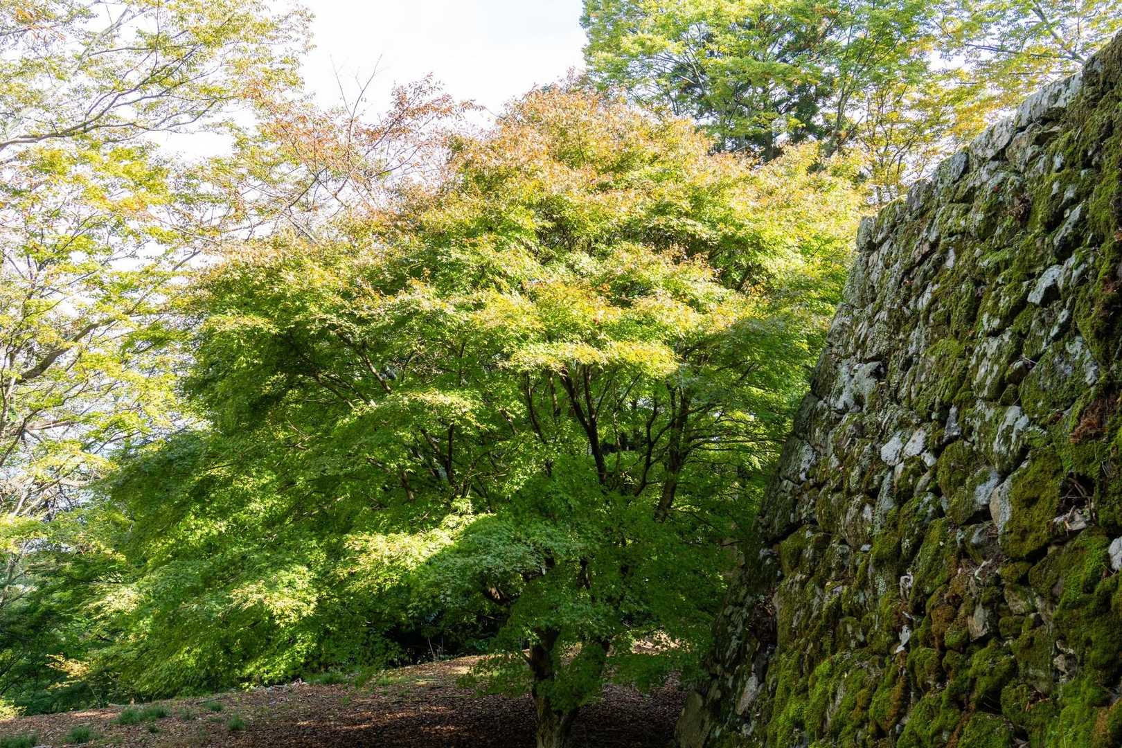 この木の紅葉🍁が見たくて👀