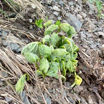 って、なんかまた見慣れないものある！ってふじさんが発見。
結局現地ではシラネアオイの芽？ってなったけど…
帰宅検索答え合わせでは、正解！でした✌️😄