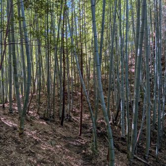 竹林は綺麗に整備されてる✨️