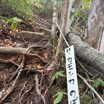 行きは、カモシカくだり、帰りは、カモシカのぼり