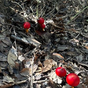 タマゴダケいっぱい🍄‍🟫
