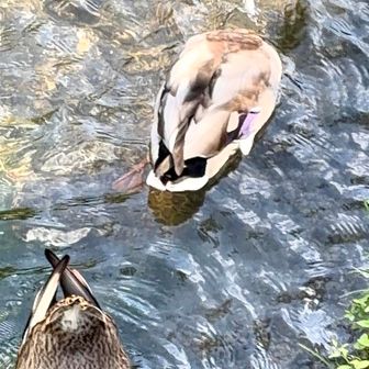 🦆
