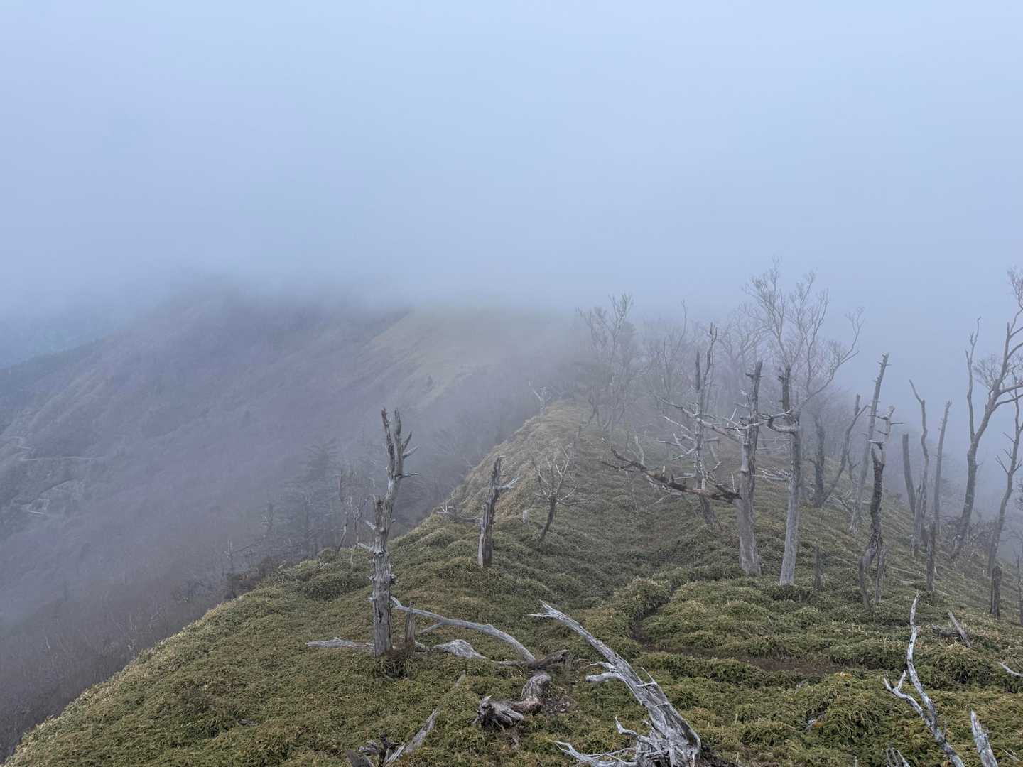 幻想的な風景に包まれて三嶺へ⛰️足元の笹でズボンが濡れるので、レインパンツを履きましょう👖