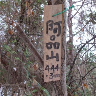 阿品山
点検道から分かれ
て右折