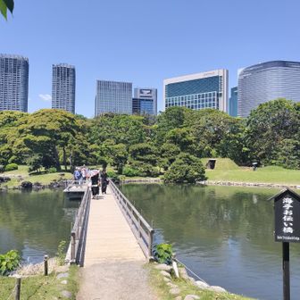日本庭園とその向こうのビル群が不思議とマッチ