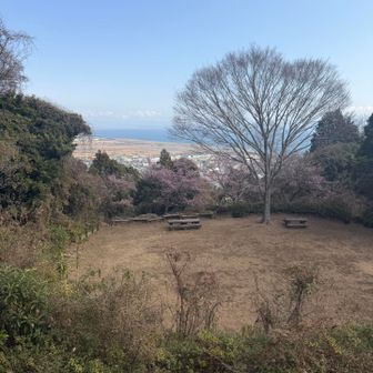 城からの眺め
あれ😯桜？