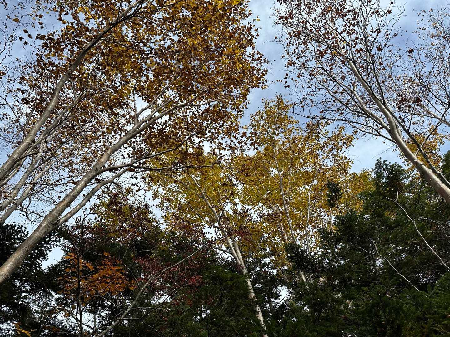 疲れると空を見上げて元気をもらう。