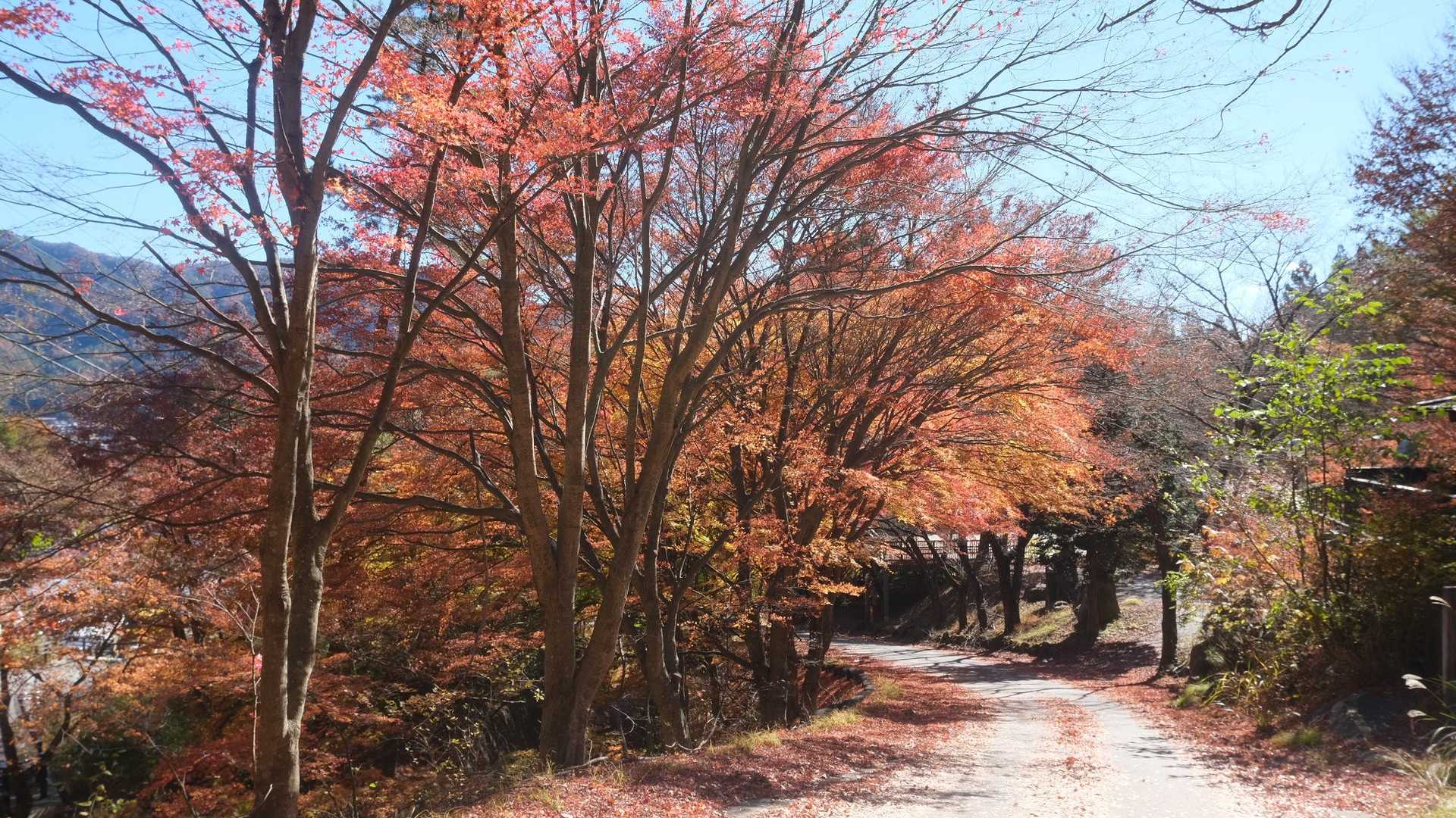 紅葉が本当にきれいです