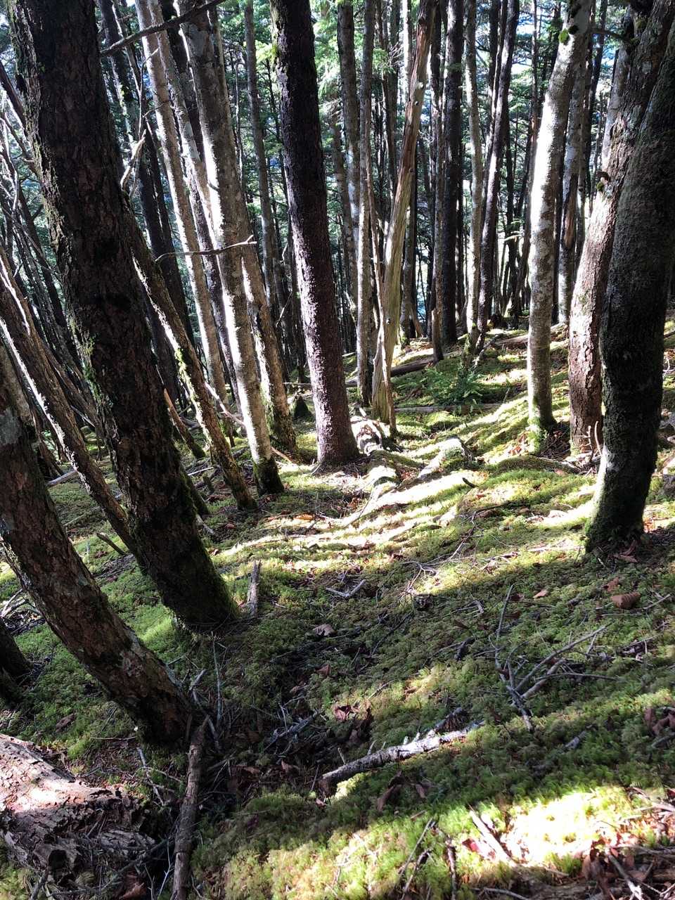 苔のジュータン✨
☀️朝日に当たって綺麗💕