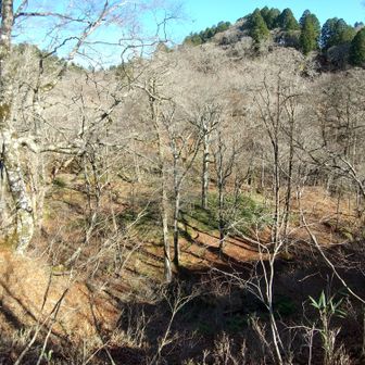左門岳 下は大平の平らな川床です。独特の雰囲気。すぐ上の小尾根上には天然のヒノキがずらりと並んでいます。