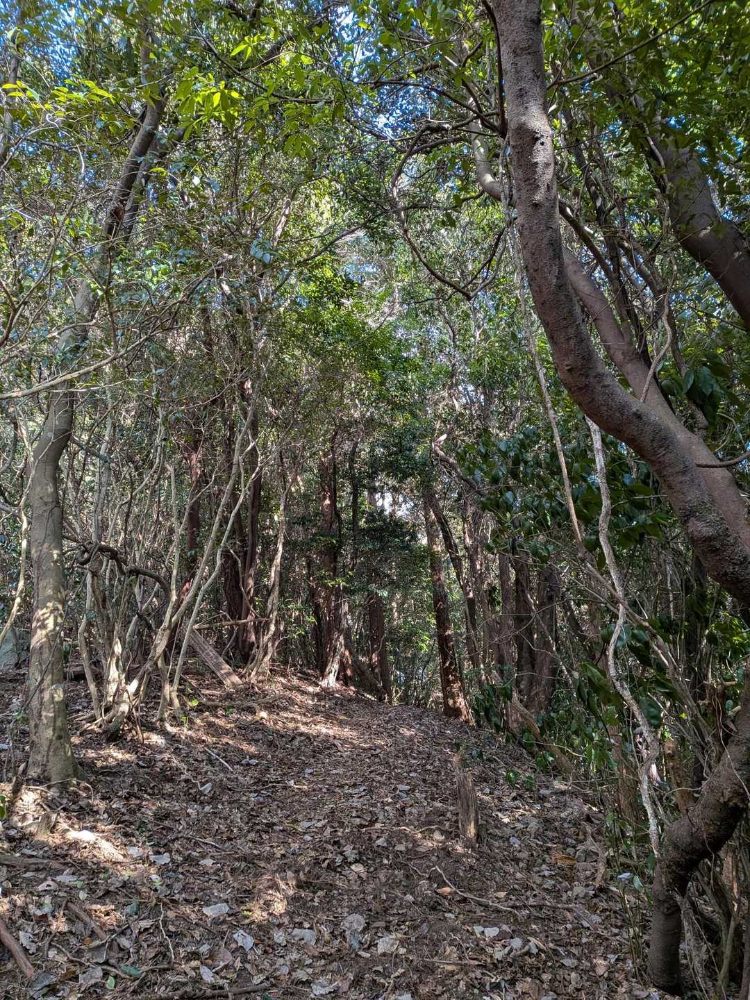 登りとて
やっぱ、山道好き⤴️✨🥴