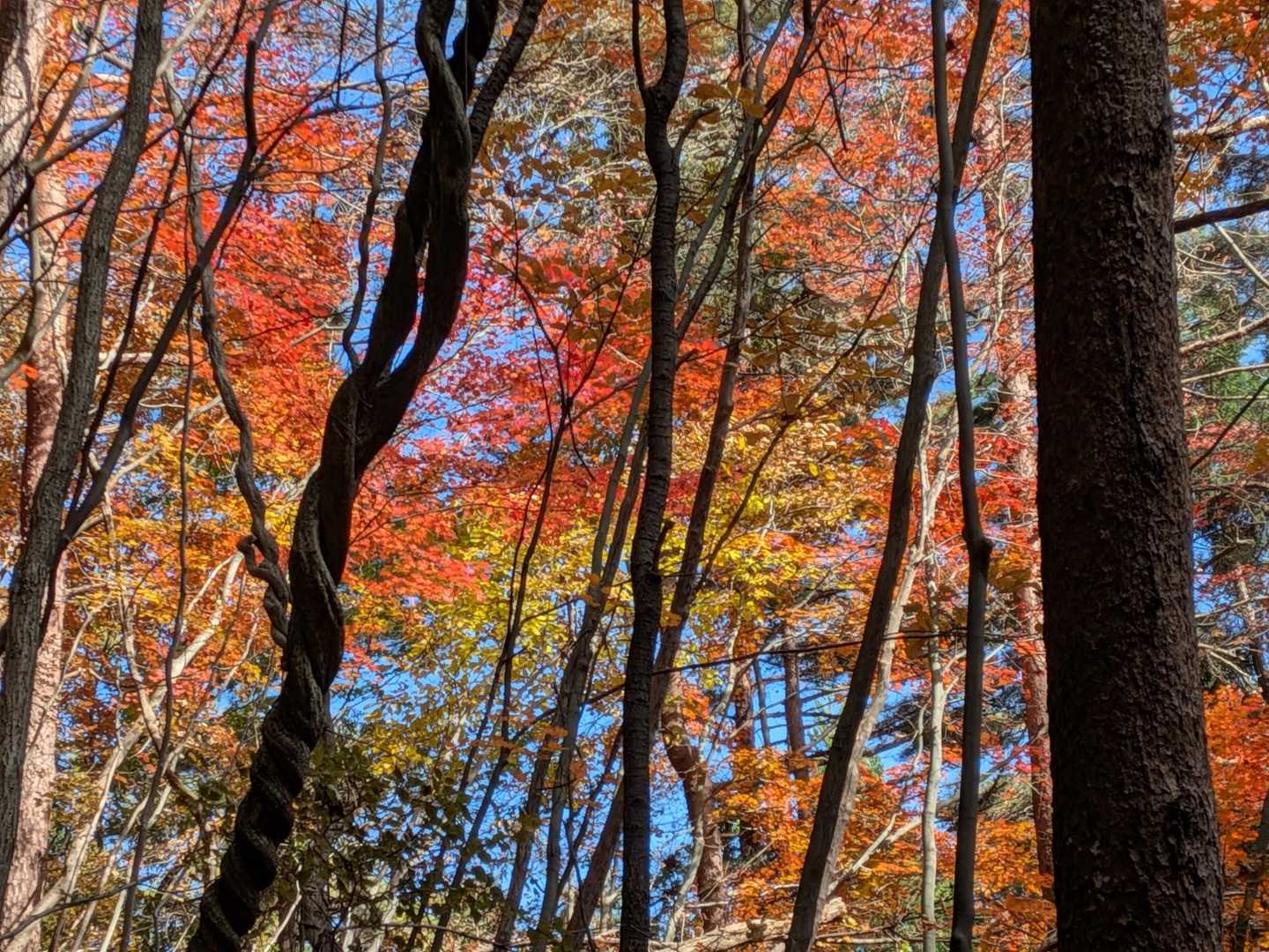 🍁