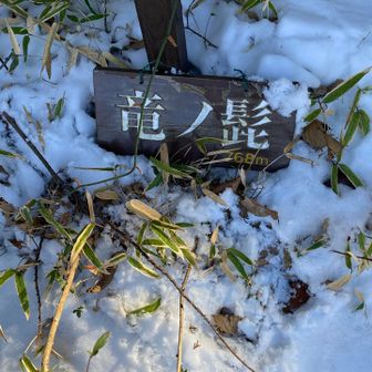 地面に落ちていて実物は何処？と探してしまう