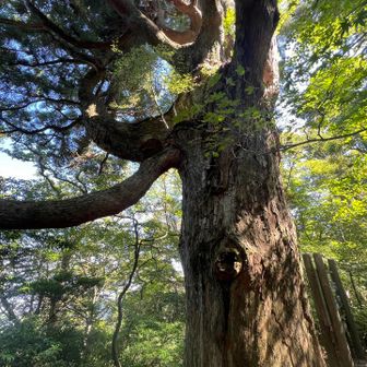 枝の感じが屋久島の縄文杉や紀元杉を思い出します😭
スギ達に癒されたのでそろそろ戻ります