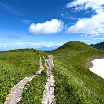 クオッカワラビー