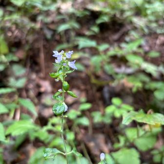 ヤマハッカ（山薄荷）

名前に「ハッカ」とつきますが、ハッカのような強い香りはほとんどありません。