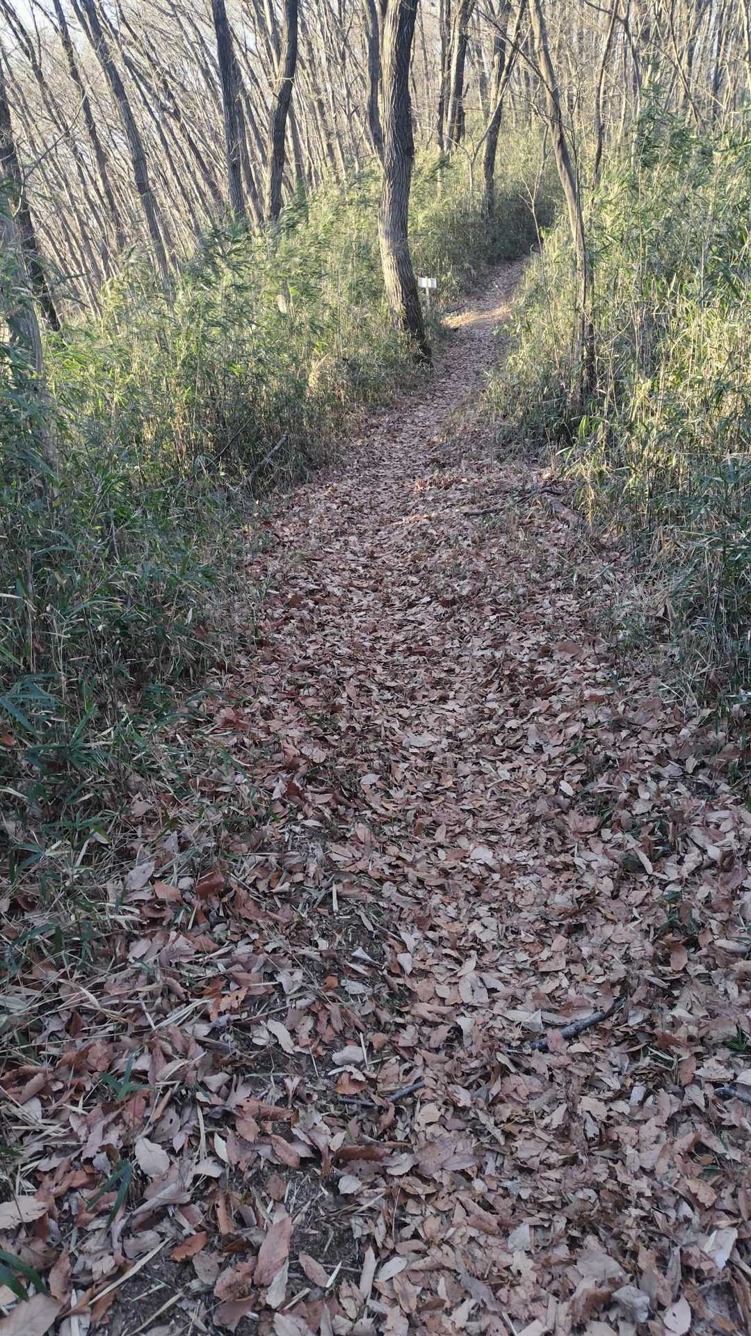 枯れ葉がちょっと滑る😅