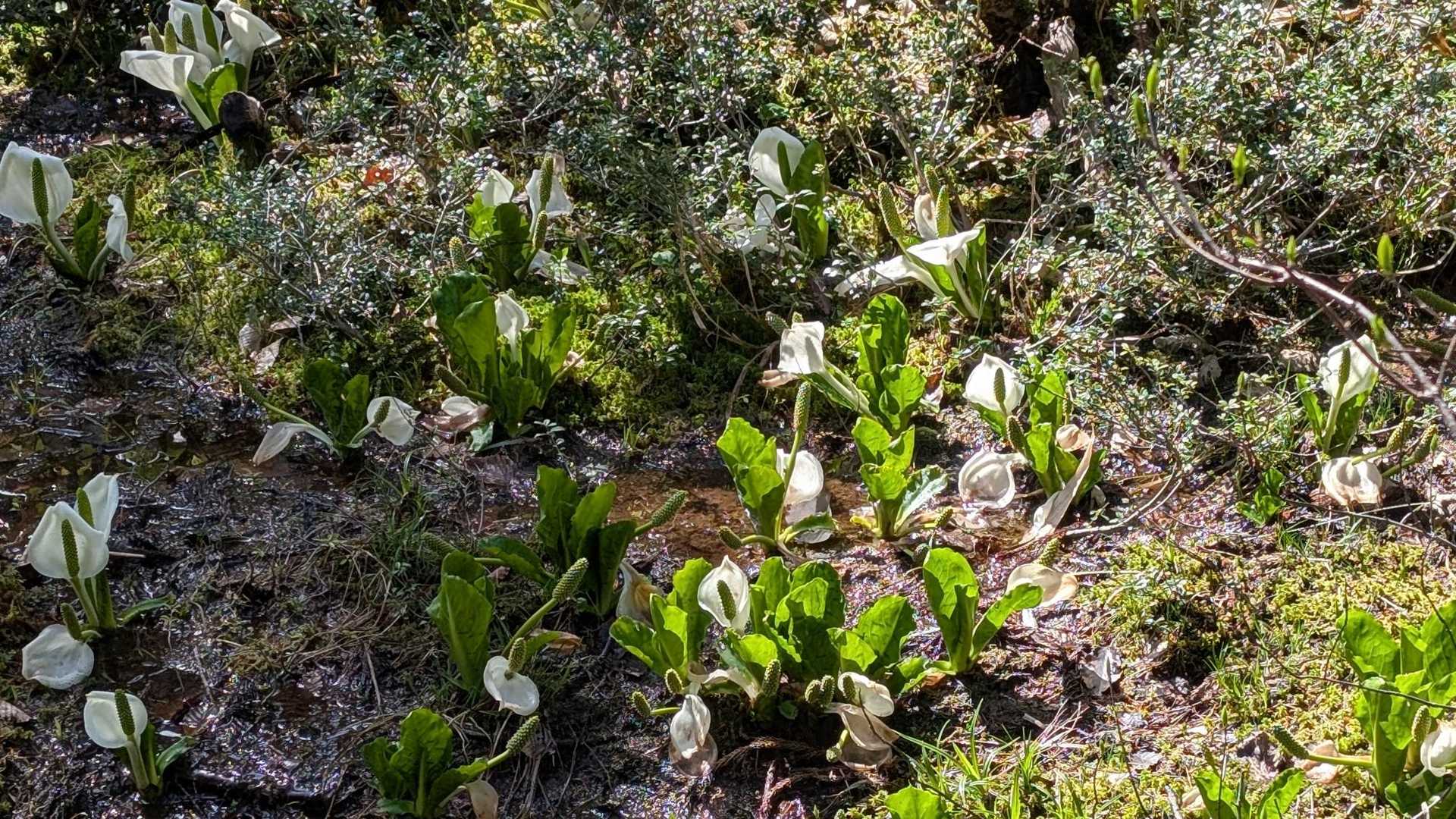 取立山周回 | 大滝からこつぶり山の白山展望へ、取立平に水芭蕉3,000株が咲くの写真