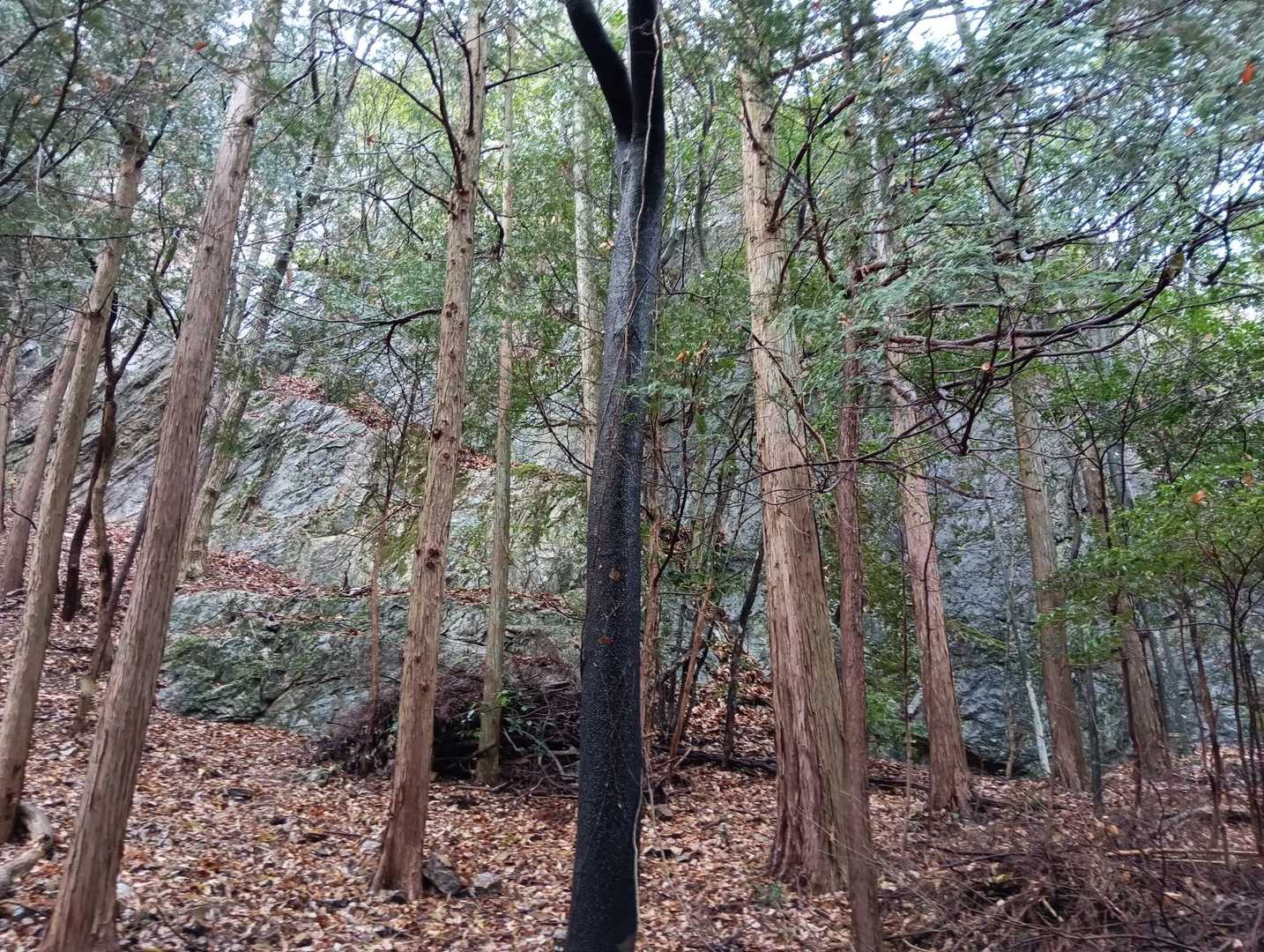 途中には巨石が