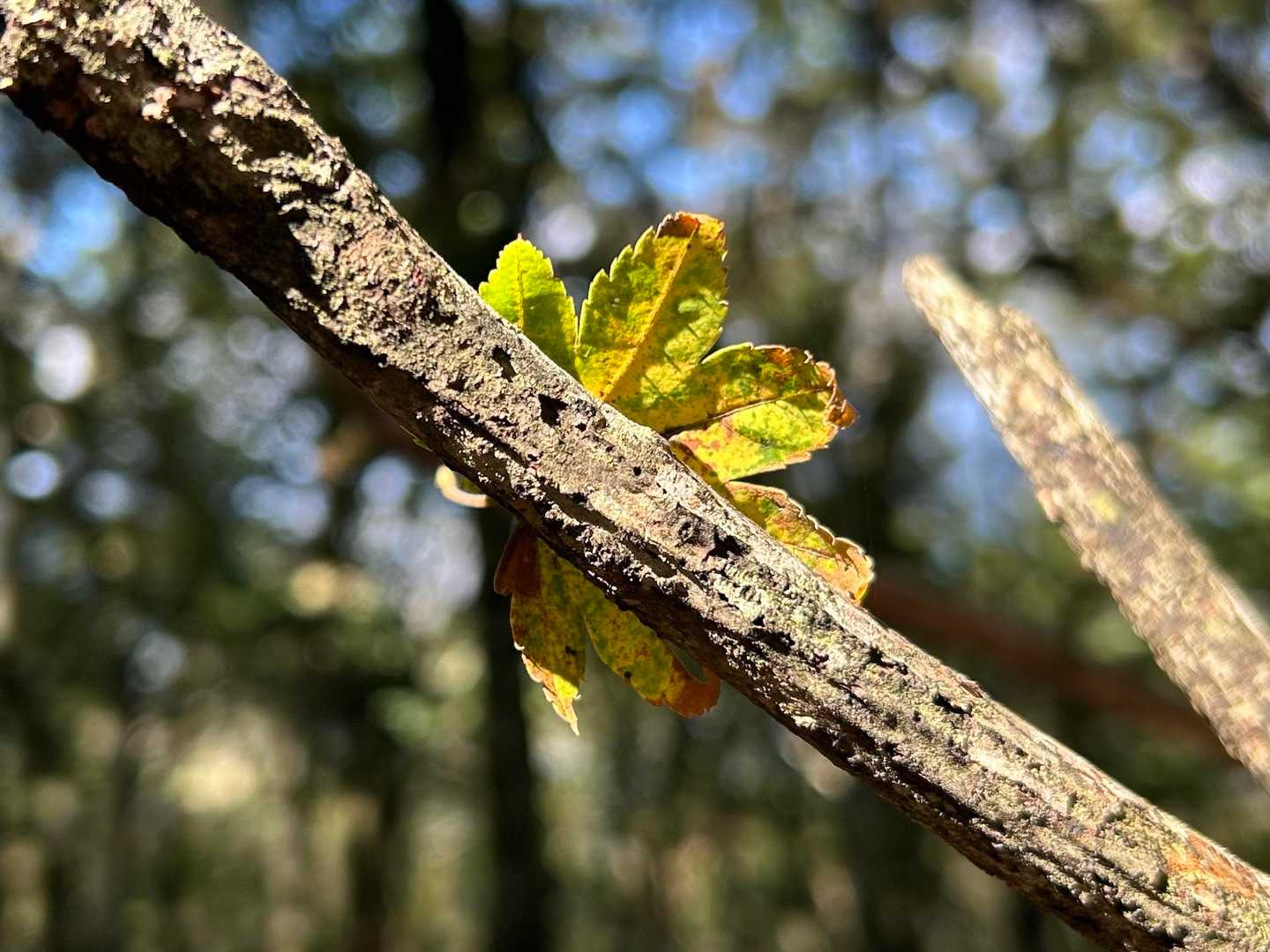 どうやって
くっついちょんのやろ、と撮影中
下山の方とご挨拶(•̥̑.̮•̥̑)
発声できてうれしい