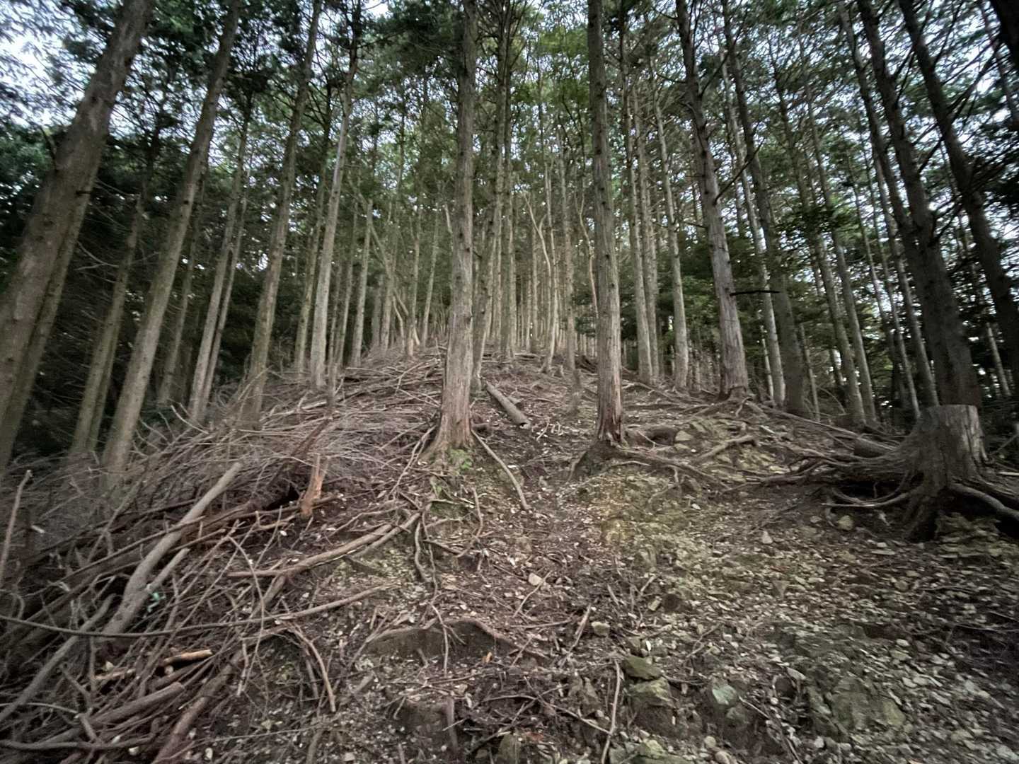 急登、汗だく💦