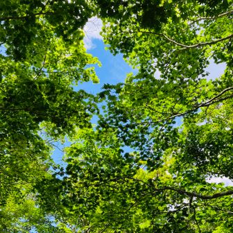 弁天の森🌳