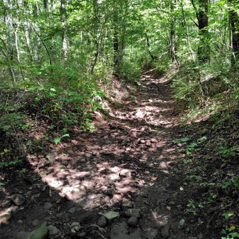 樹林帯を進みます。小石が多くて歩きにくい