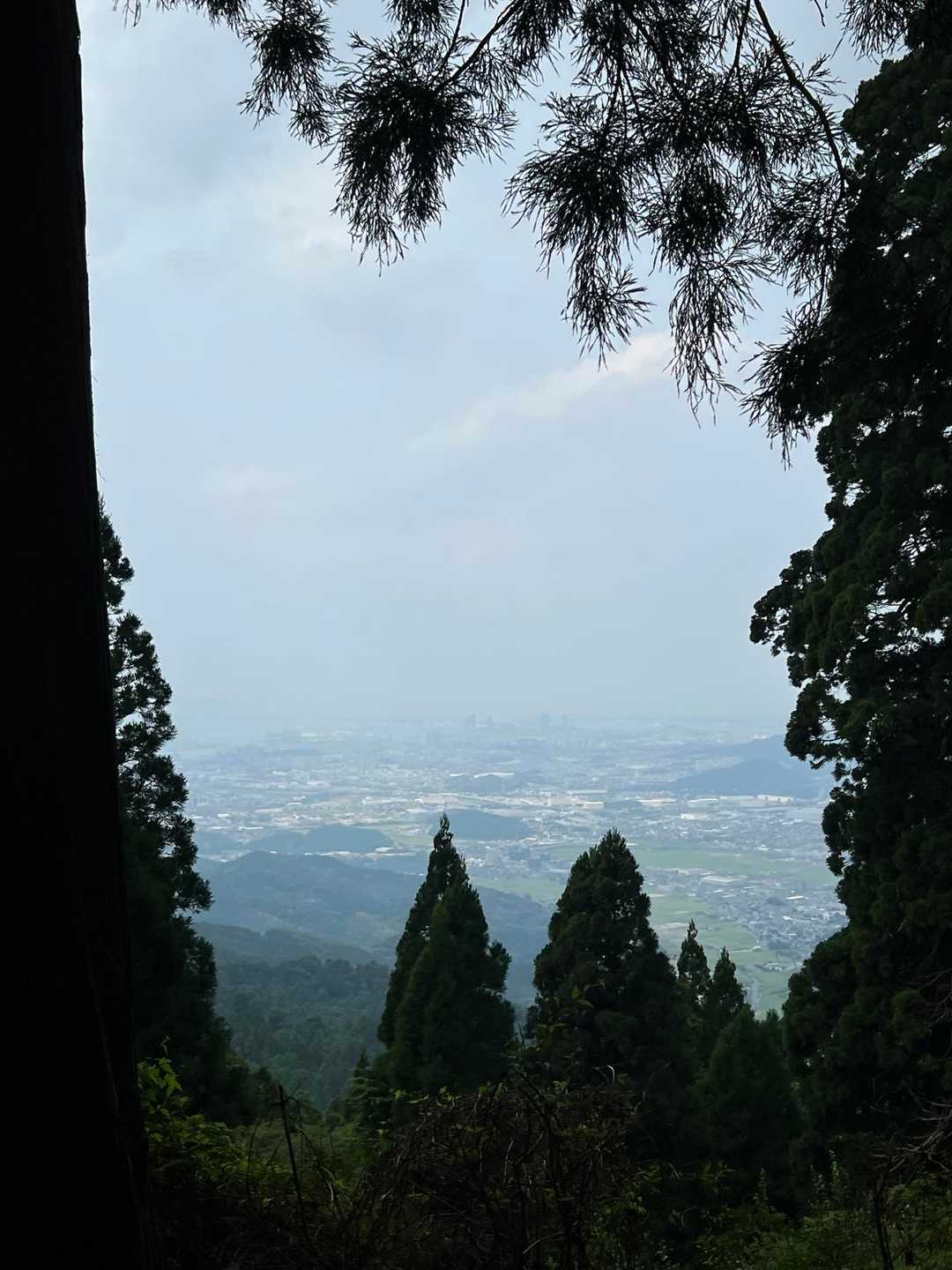 まるでトトロのような木