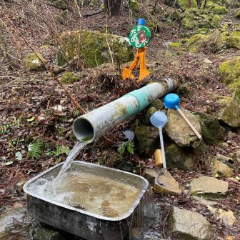 数日間の恵みの雨のおかげか「たぬき水」はかなりの勢いでして