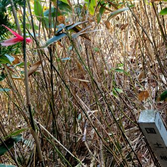 笹漕ぎ2m位
はいありました
ピンテ🎀は散々になり少し探す
しまった！🐻キラーと携帯だけで来たから🎀はリュックの中だった…
落ちている古い🎀を拾い付け直すしかたないね